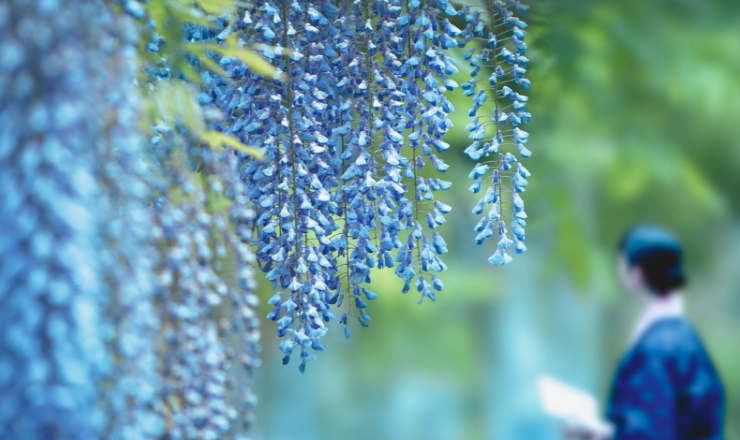 藤の花と着物女性