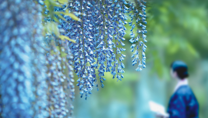 藤の花と着物女性