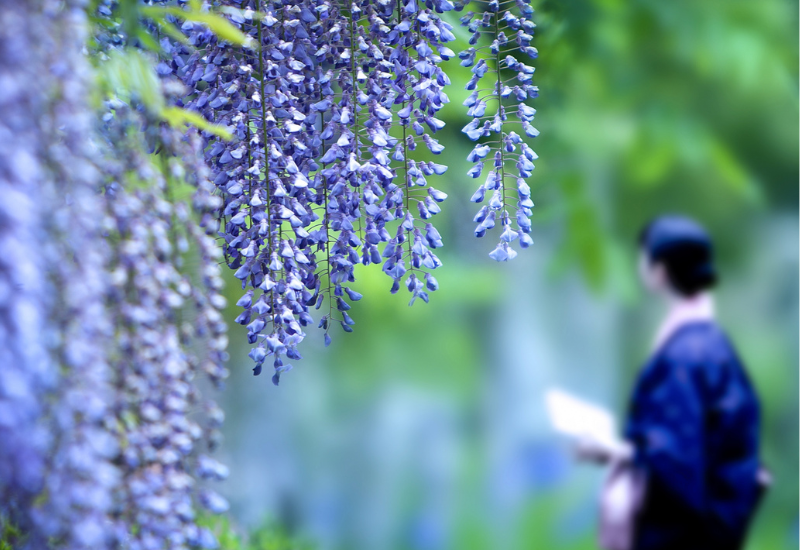 藤棚と和服女性