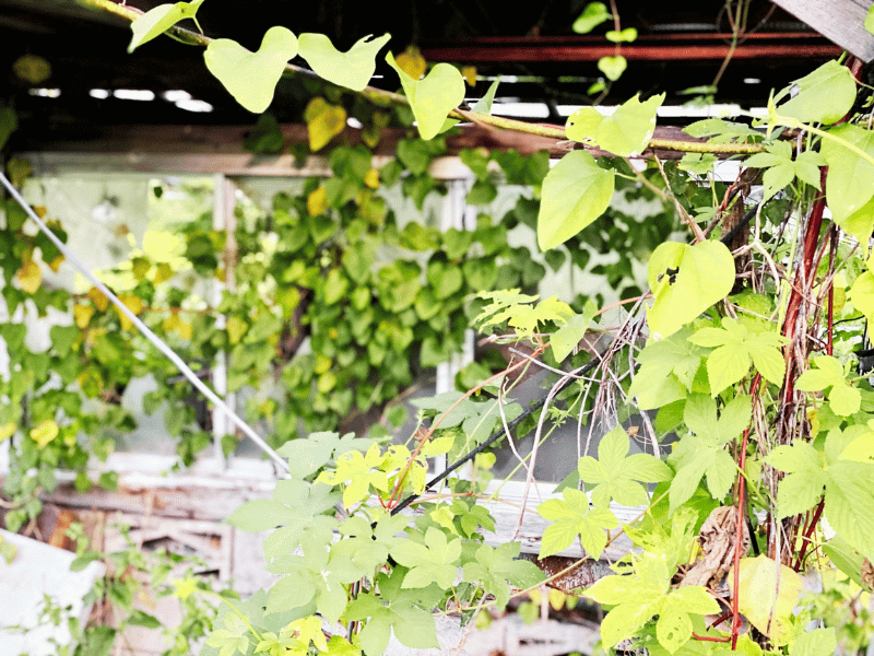 廃屋に蔓延る雑草